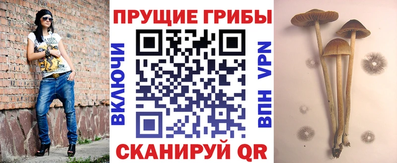Псилоцибиновые грибы мицелий  Купить закладки  Урус-Мартан 